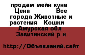 продам мейн куна › Цена ­ 15 000 - Все города Животные и растения » Кошки   . Амурская обл.,Завитинский р-н